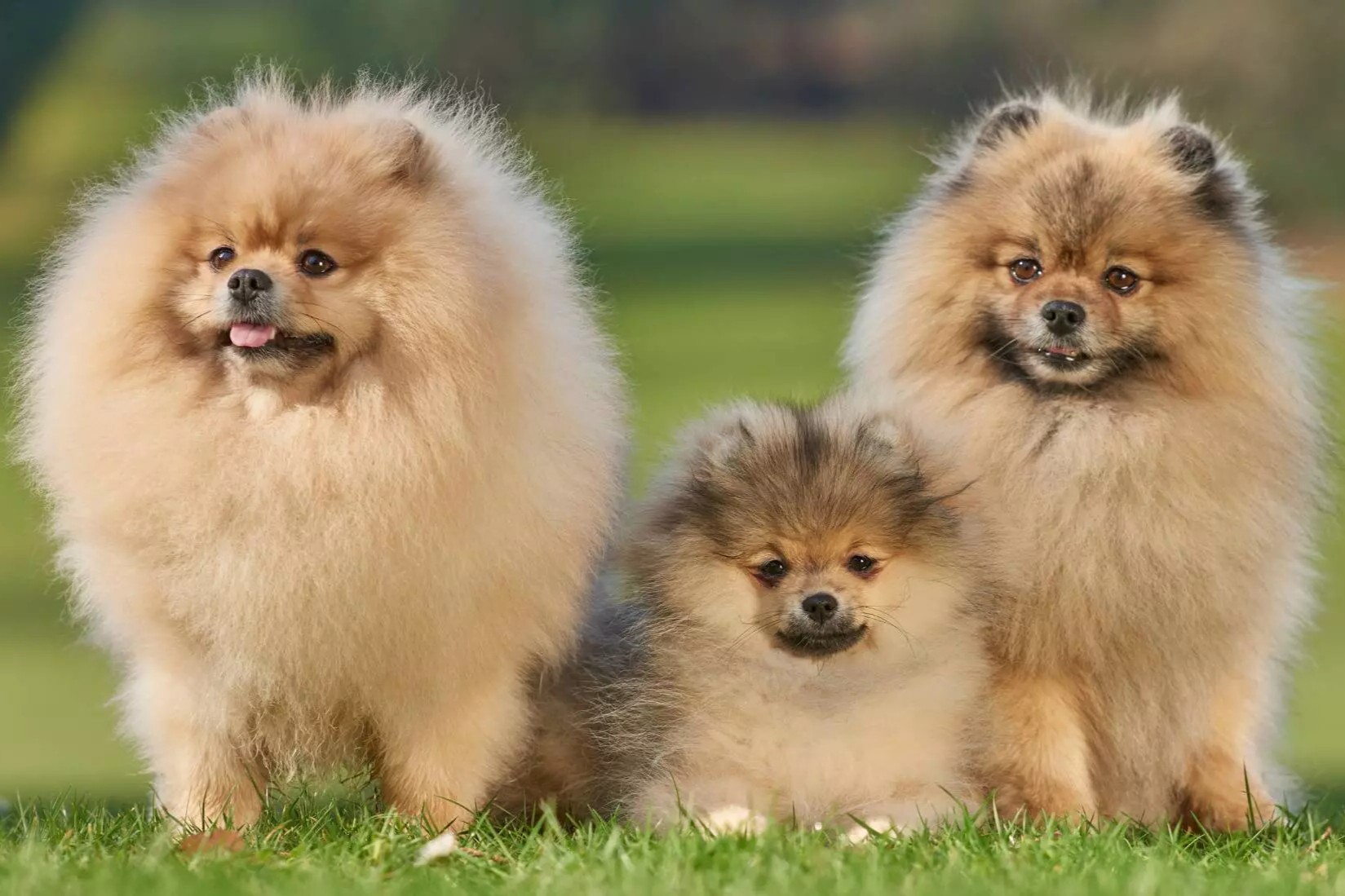 關於博美犬的25個事實